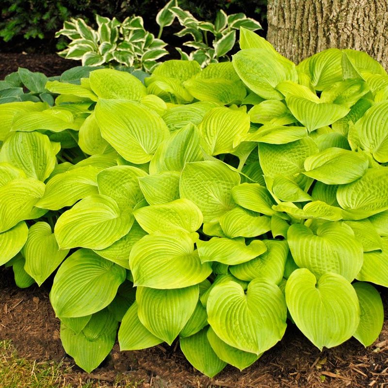 Hosta x 'August Moon' August Moon Hosta