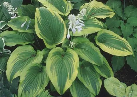 Hosta x 'Aureomarinata' Aureomarinata Hosta