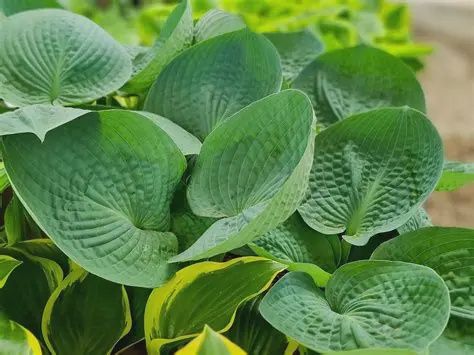 Hosta x 'Big Daddy' Big Daddy Hosta