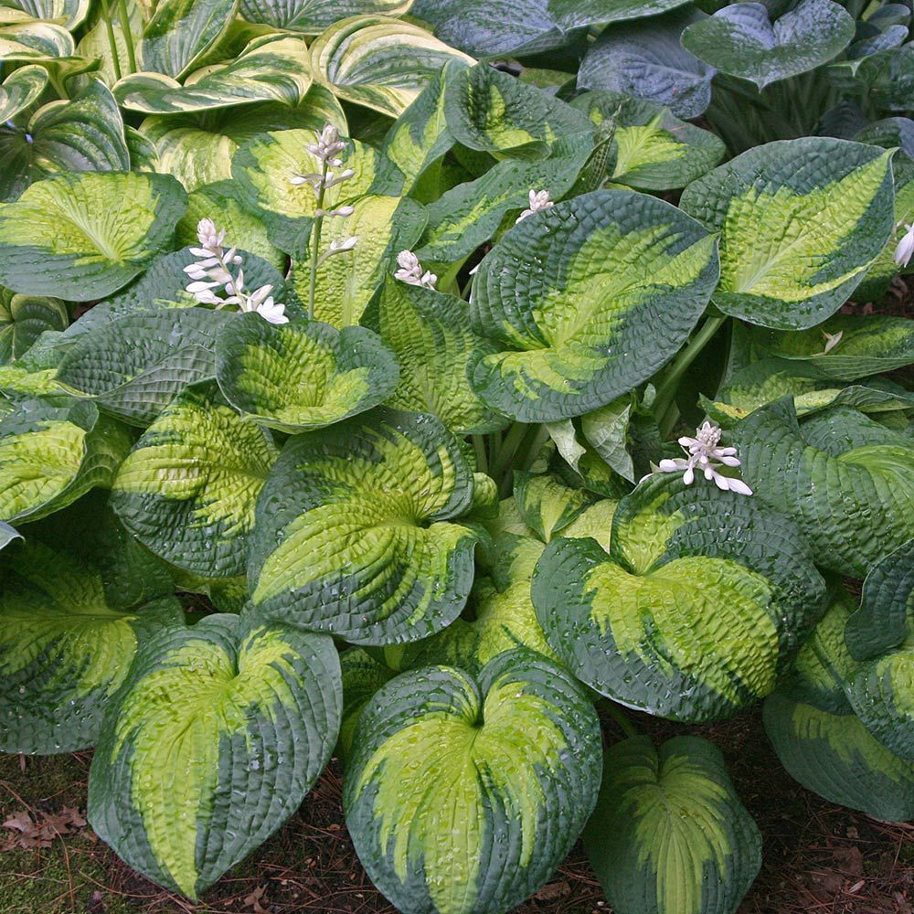 Hosta x 'Brother Stefan' Brother Stefan Hosta