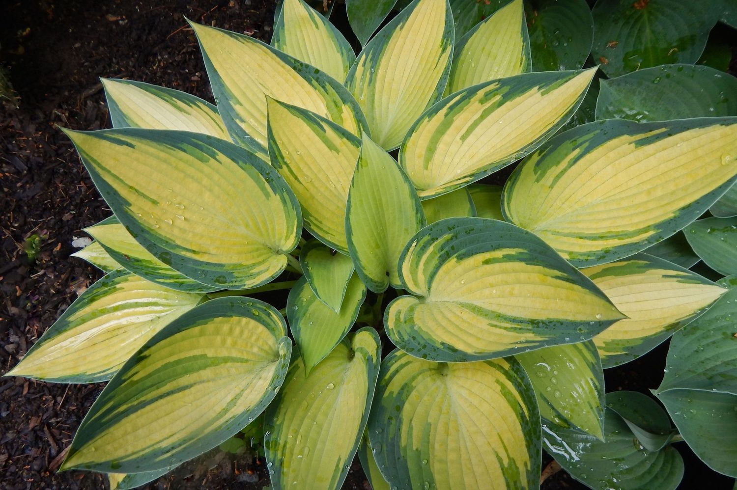 Hosta x 'June' June Hosta