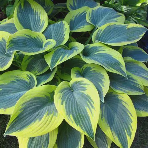Hosta x 'First Frost' First Frost Hosta