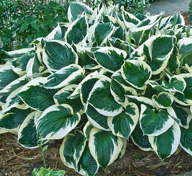 Hosta x 'Minuteman' Minuteman Hosta