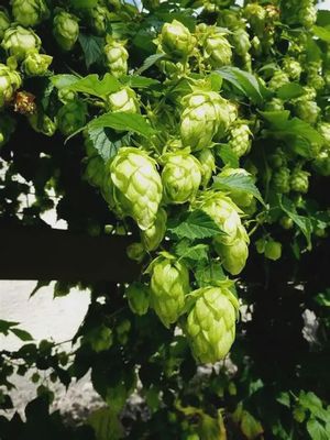Humulus lupulus 'Aureus' Golden Hops