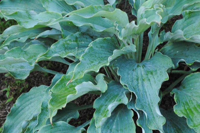 Hosta x 'Neptune' Neptune Hosta