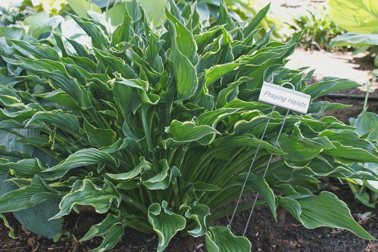 Hosta x 'Praying Hands' Praying Hands Hosta