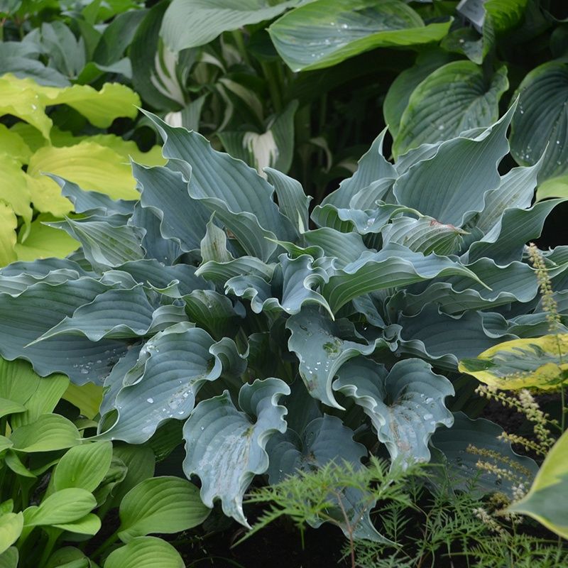 Hosta x 'Waterslide' Waterslide Hosta