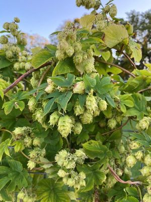 Humulus lupulus 'Nordbrau' Northern Brewer Hops