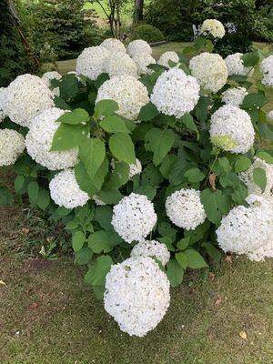 Hydrangea arborescens  'Annabelle' Annabelle Hydrangea