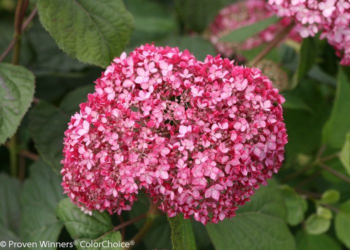 Hydrangea arborescens 'NCHA2' Invincibelle® Spirit II Hydrangea