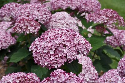 Hydrangea arborescens 'NCHA4' Incrediball® Blush Hydrangea