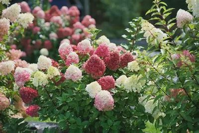 Hydrangea paniculata 'SMNHPH' Little Lime Punch® Hydrangea