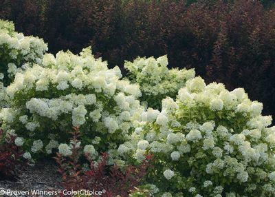 Hydrangea paniculata 'ILVOBO' Bobo® Hydrangea