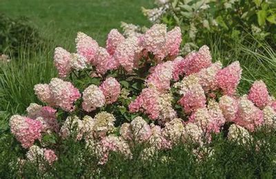 Hydrangea paniculata 'Rensun' Strawberry Sundae® Hydrangea