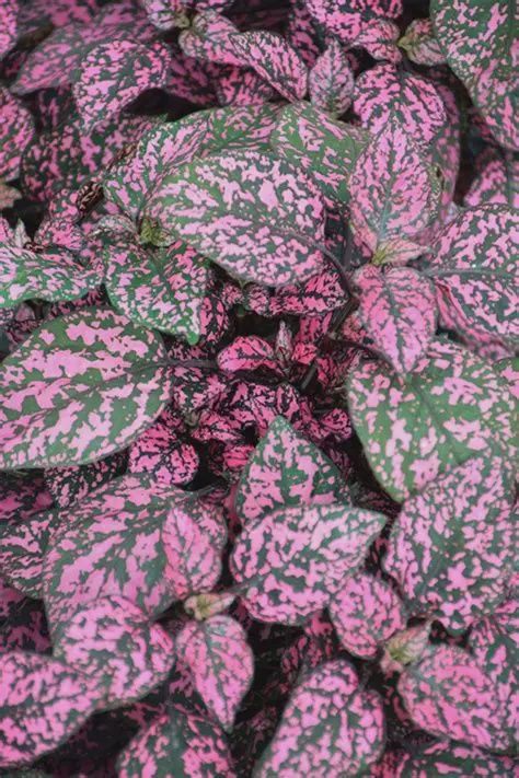 Hypoestes phyllostacha Hippo® 'Rose' Hippo® Rose Polka Dot Plant