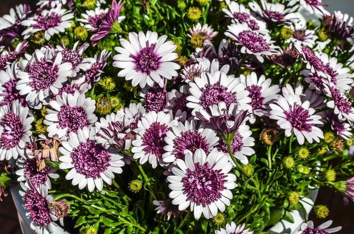 Osteospermum hydrid 4D™ 'Berry White' 4D™ Berry White Osteospermum