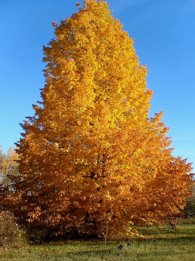 Tilia x flavescens 'Dropmore' Dropmore Hybrid Linden