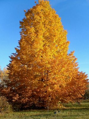 Tilia x flavescens 'Dropmore' Dropmore Hybrid Linden