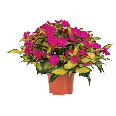 SunStanding® Jazzy Hot Pink Impatiens