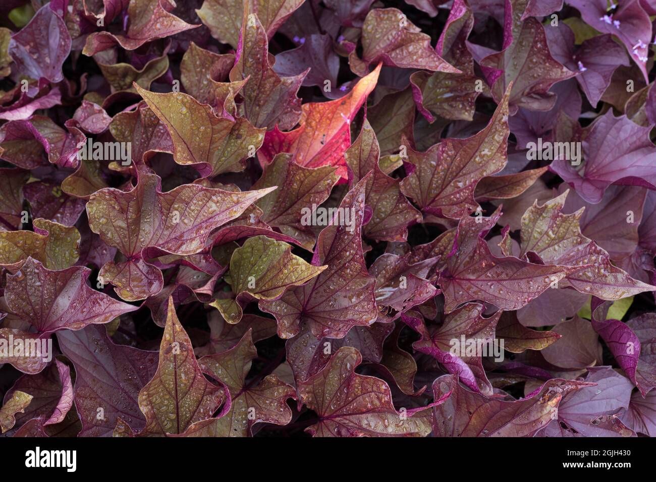 Ipomoea batatas Spotlight™ 'Red Heart' Sweet Potato Vine