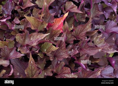 Ipomoea batatas Spotlight™ 'Red Heart' Sweet Potato Vine