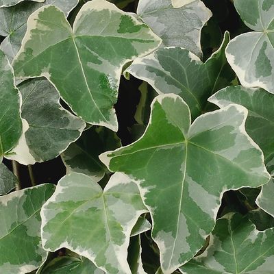 Hedera helix 'Glacier' Glacier Ivy