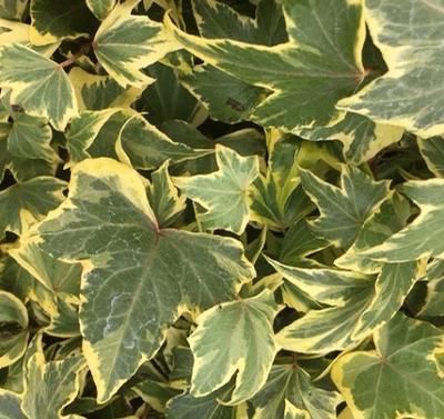 Hedera helix 'Yellow Ripple' Yellow Ripple Ivy