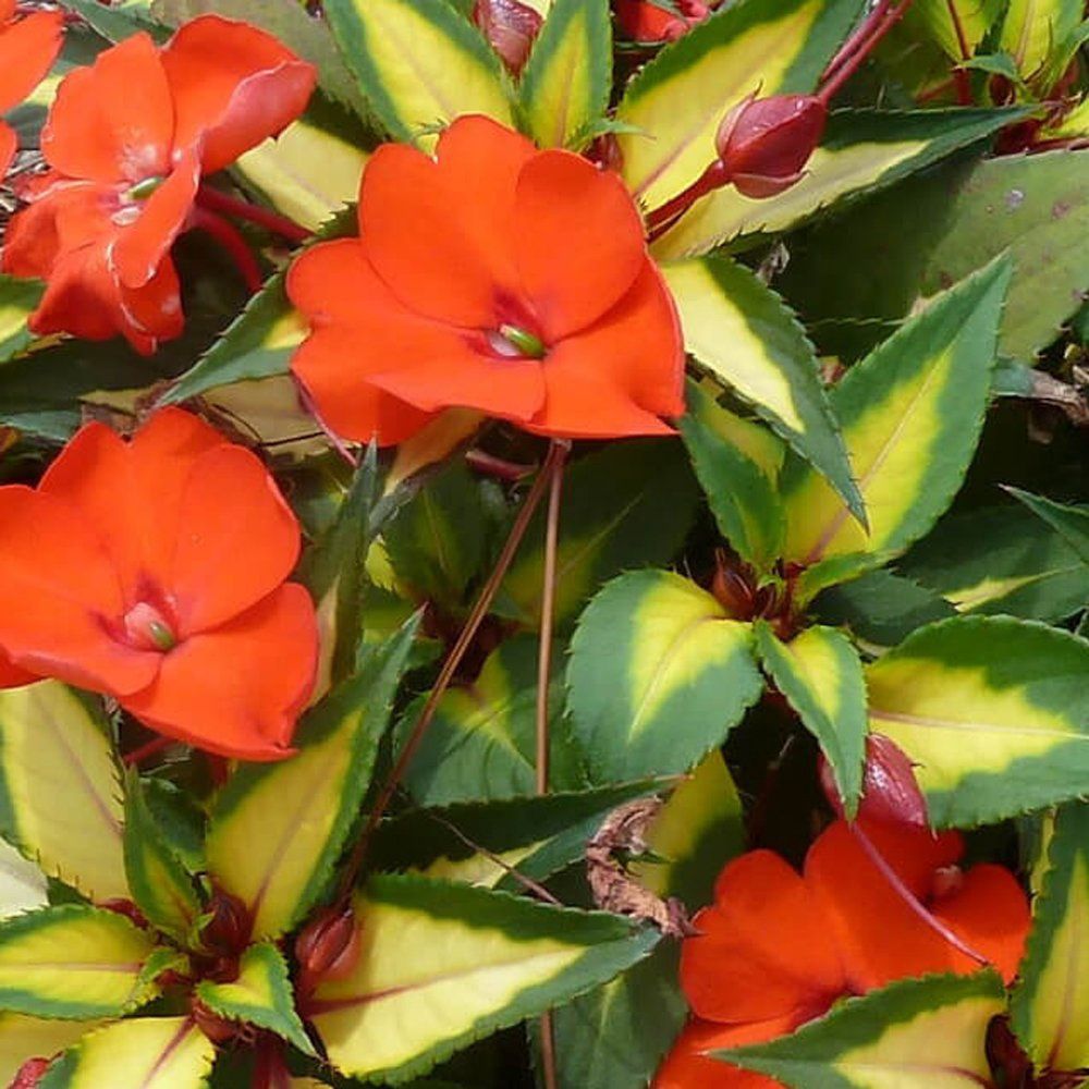Impatients Sunpatients ® 'Vigorous Tropical Orange Variegated Leaf' Sunpatience® Vigorous Tropical Orange Variegated Leaf Impatiens