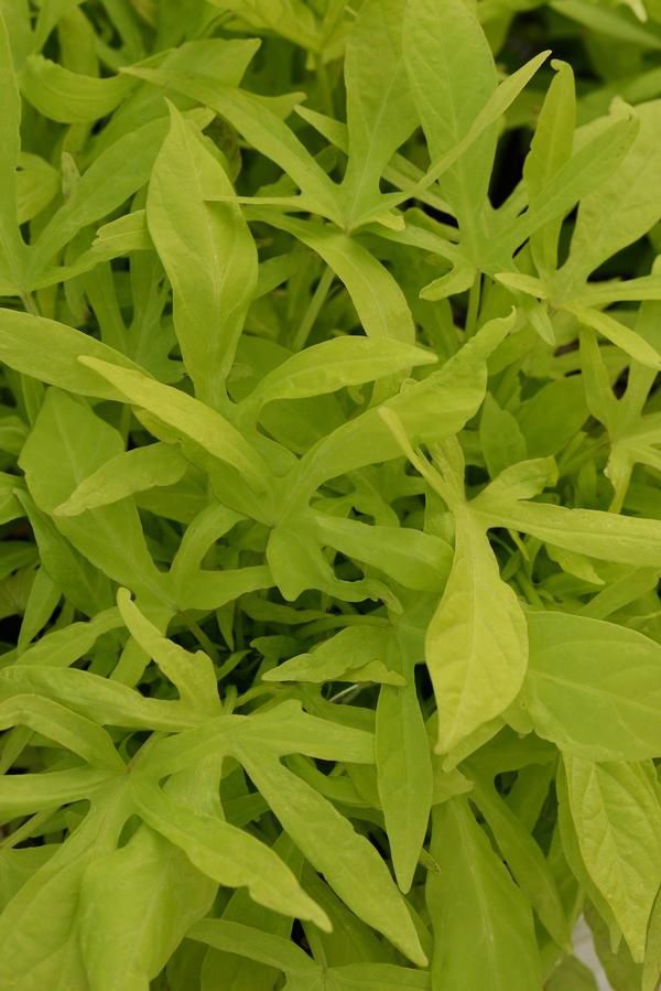 Ipomoea batatas Spotlight™ Lime Spotlight™ Lime Sweet Potato Vine