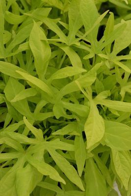 Ipomoea batatas Spotlight™ Lime Spotlight™ Lime Sweet Potato Vine