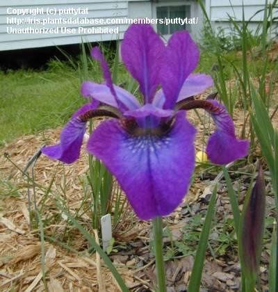 Iris siberica 'Chilled Wine'  Chilled Wine Siberian Iris