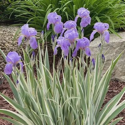 Iris pailida 'Albovariegata' Variegated Iris