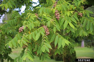 Juglans cinera Butternut