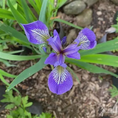 Iris versicolor Blue Flag Iris