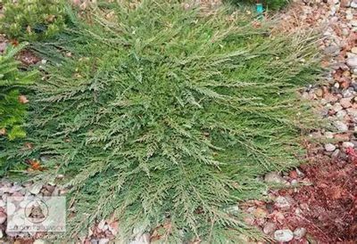 Juniperus horizontalis  'Prince of Wales' Prince of Wales Juniper