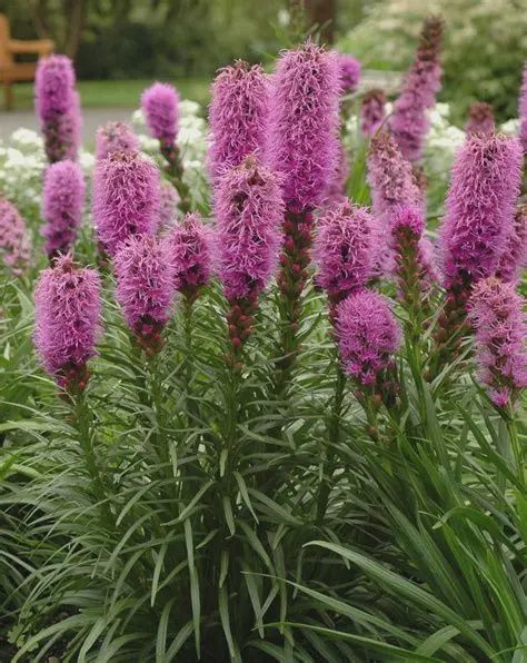 Liatris spicata 'Kobold' Kobold Blazing Star