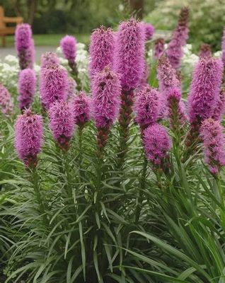 Liatris spicata 'Kobold' Kobold Blazing Star