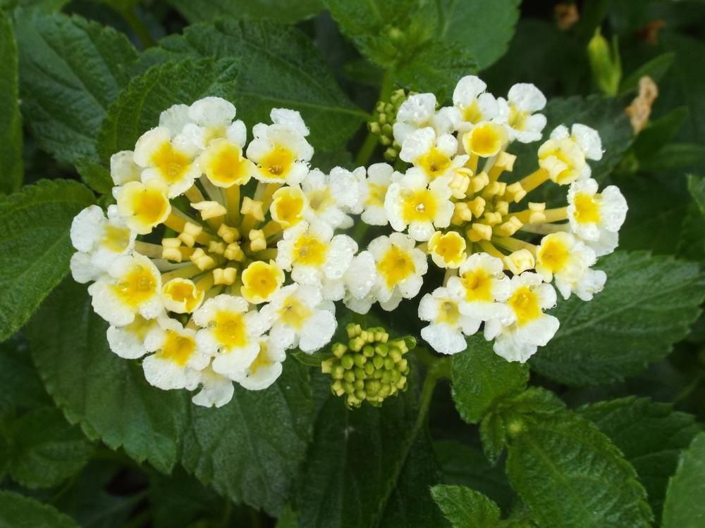 Lantana canara Little Lucky™ 'White' Little Lucky™ White Lantana