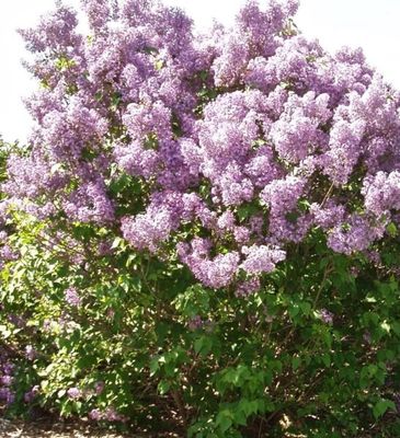 Syringa x prestoniae 'Donald Wyman' Donald Wyman Lilac