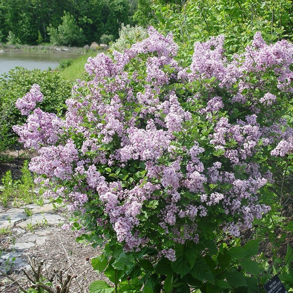 Syringa meyen 'Palibin' Dwarf Korean Lilac