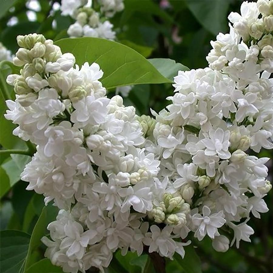 Syringa vulgaris 'Madame Lemoine' Madame Lemoine Lilac