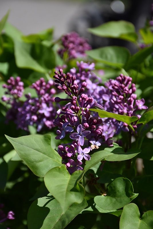 Syringa vulgaris 'Prairie Petite' Prairie Petite Lilac
