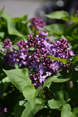 Syringa vulgaris 'Prairie Petite' Prairie Petite Lilac