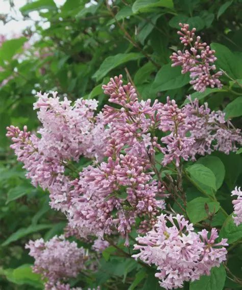 Syringa villosa Villosa Lilac