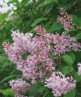 Syringa villosa Villosa Lilac