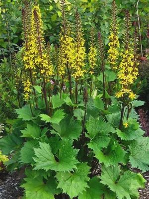Ligularia 'Little Rocket' Little Rocket Ligularia