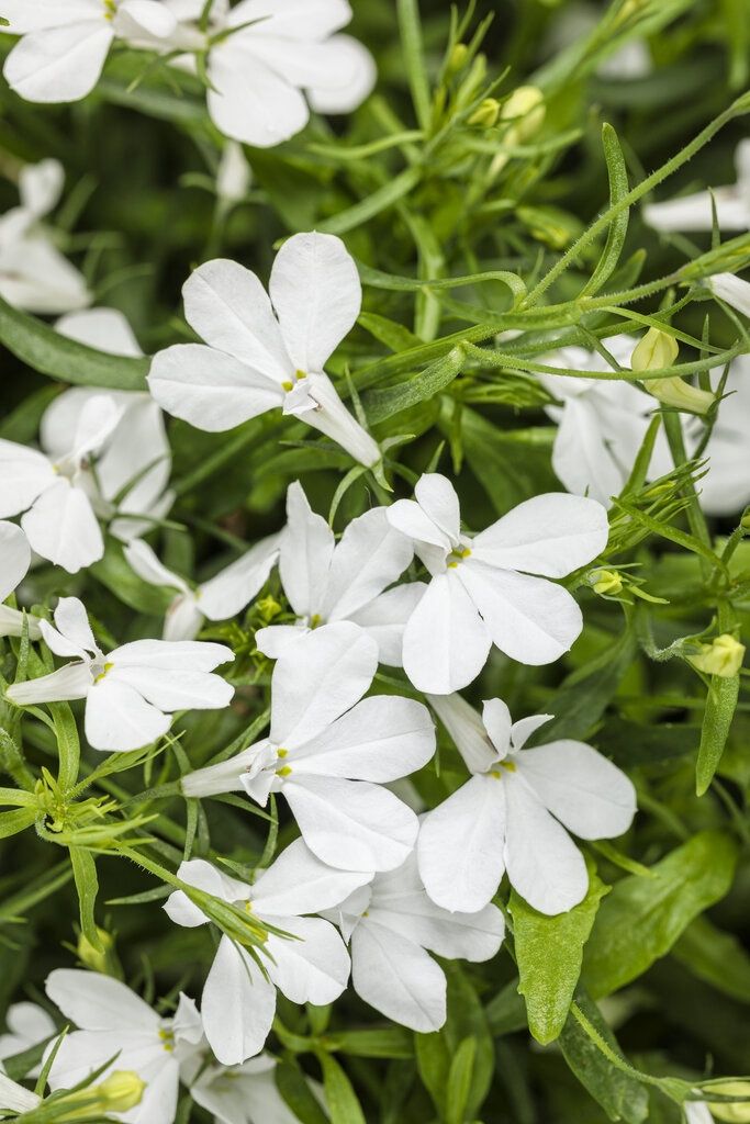Lobelia erinum Laguna® 'Cloud White' Laguna® LobeliaCloud White Lobelia