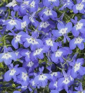 Lobelia  erinus Laguna® 'Dark Blue' Laguna® Dark Blue Lobelia