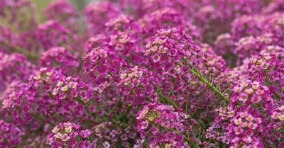 Lobularia STREAM™ 'Raspberry Improved' STREAM™ Raspberry Improved Lobularia