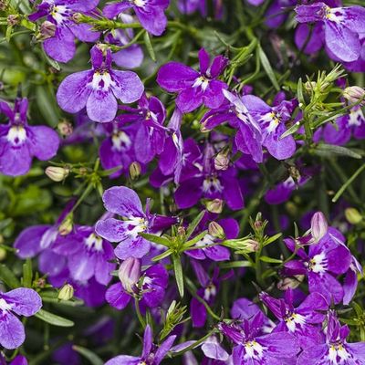 Lobelia erinus Laguna® 'Ultraviolet' Laguna® Ultraviolet Lobelia